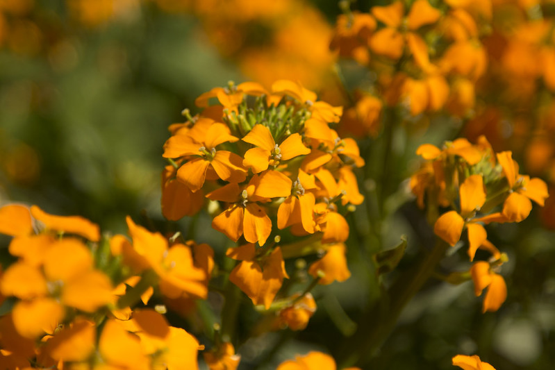 Picture of a native plant on campus called Rough Wallflower