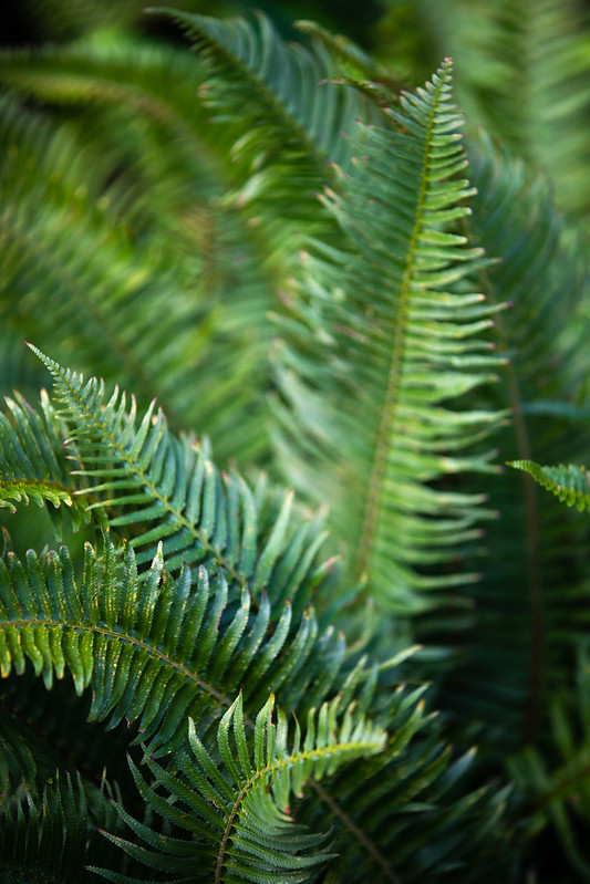 Picture of a native fern on campus