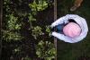 picture of radishes being harvested by a giving garden volunteer. Quick link to giving garden website